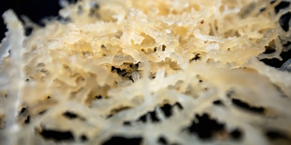 Mech Irlandzki - Irish Moss - Sea moss | Poznaj jego cudowne właściwości